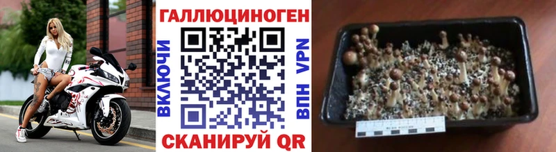 kraken ССЫЛКА  Анжеро-Судженск  Галлюциногенные грибы Psilocybe 